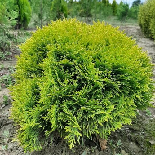 Tuja kulista 'Mirjam' - obrazek 6