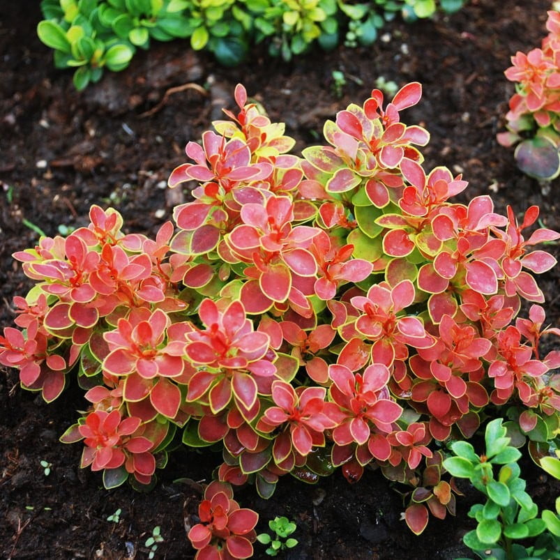 Berberys kulisty czerwony - obrazek 2