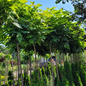 Surmia bignoniowa 'Nana'