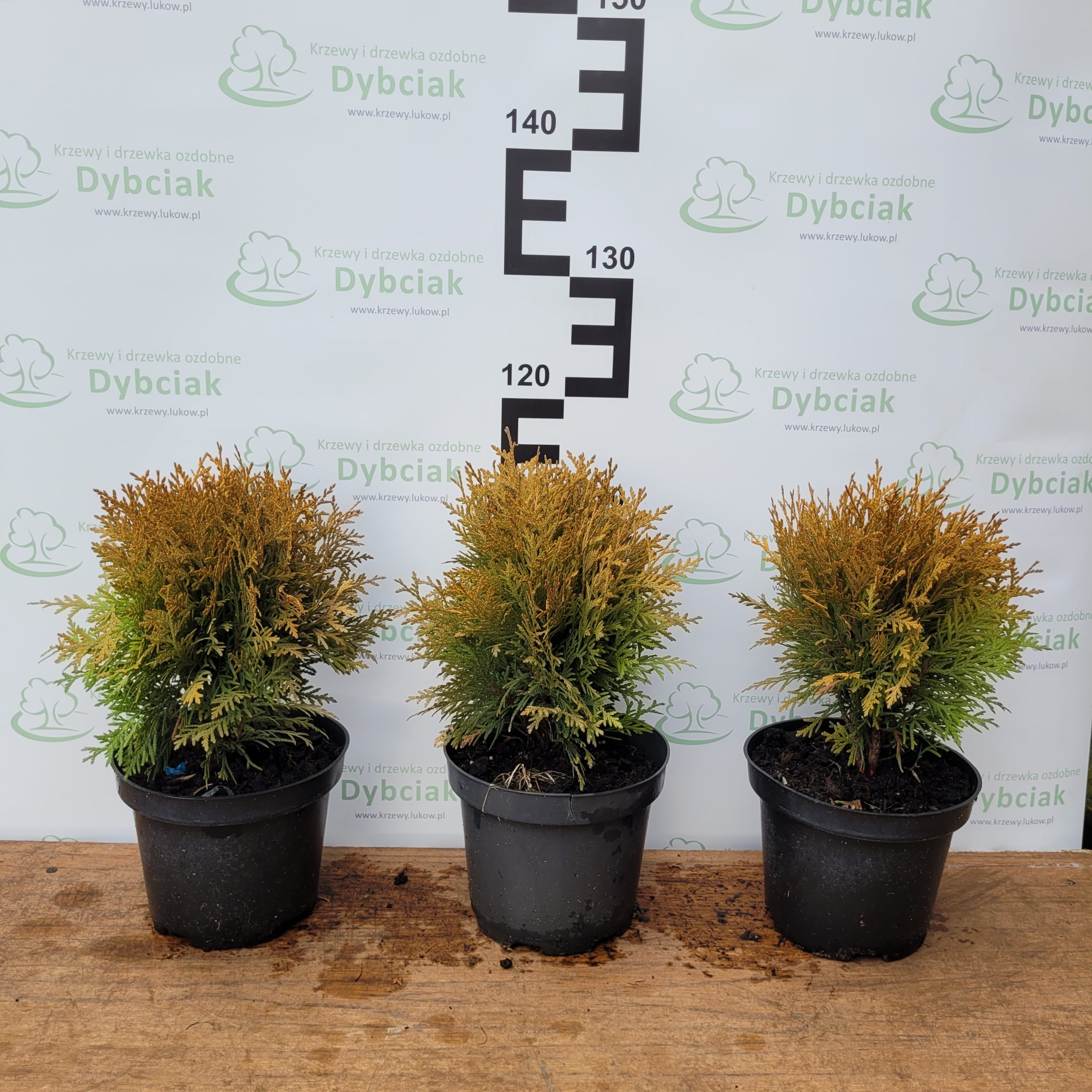 Tuja kulista 'Mirjam' - obrazek 2