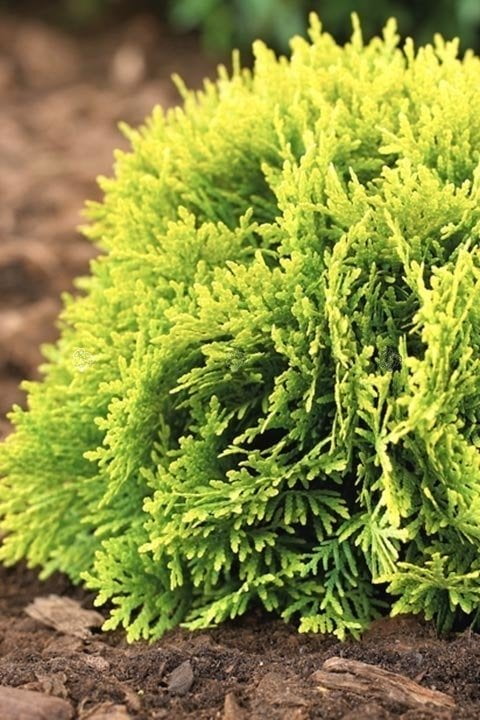 Tuja kulista 'Mirjam' - obrazek 4