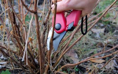 Wiosenne przycinanie