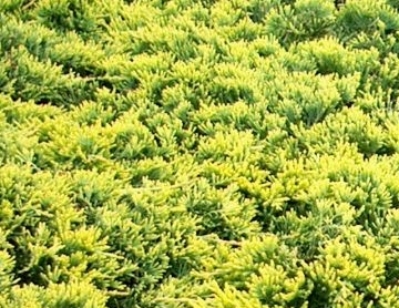 Jałowiec płożący 'Golden Carpet'