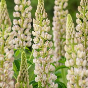 Łubin ogrodowy 'Gallery White'