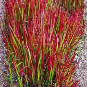 Imperata cylidryczna 'Red Baron'