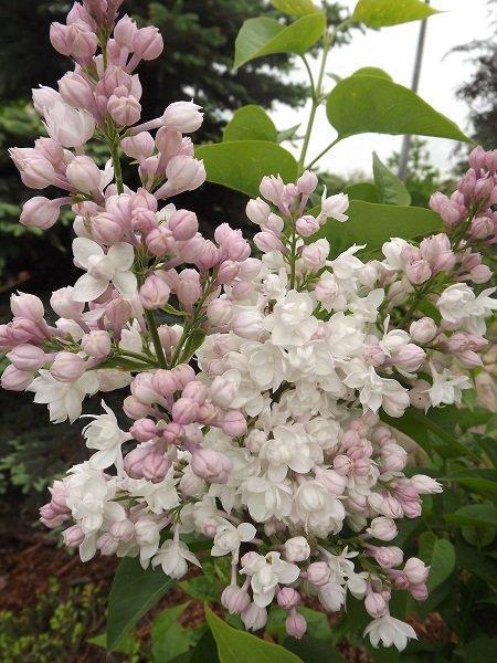 Lilak pospolity 'Krasawica Moskwy'