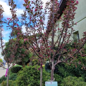 Wiśnia 'Royal Burgundy'