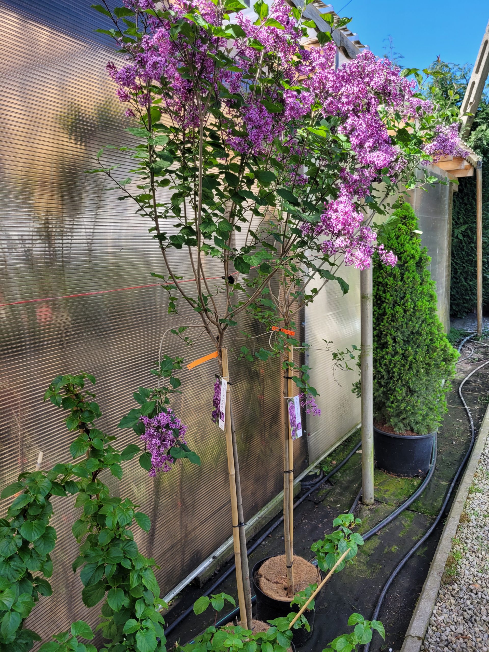 Lilak pospolity 'Dark Purple' na pniu