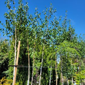 Brzoza pożyteczna ‘Doorenbos’