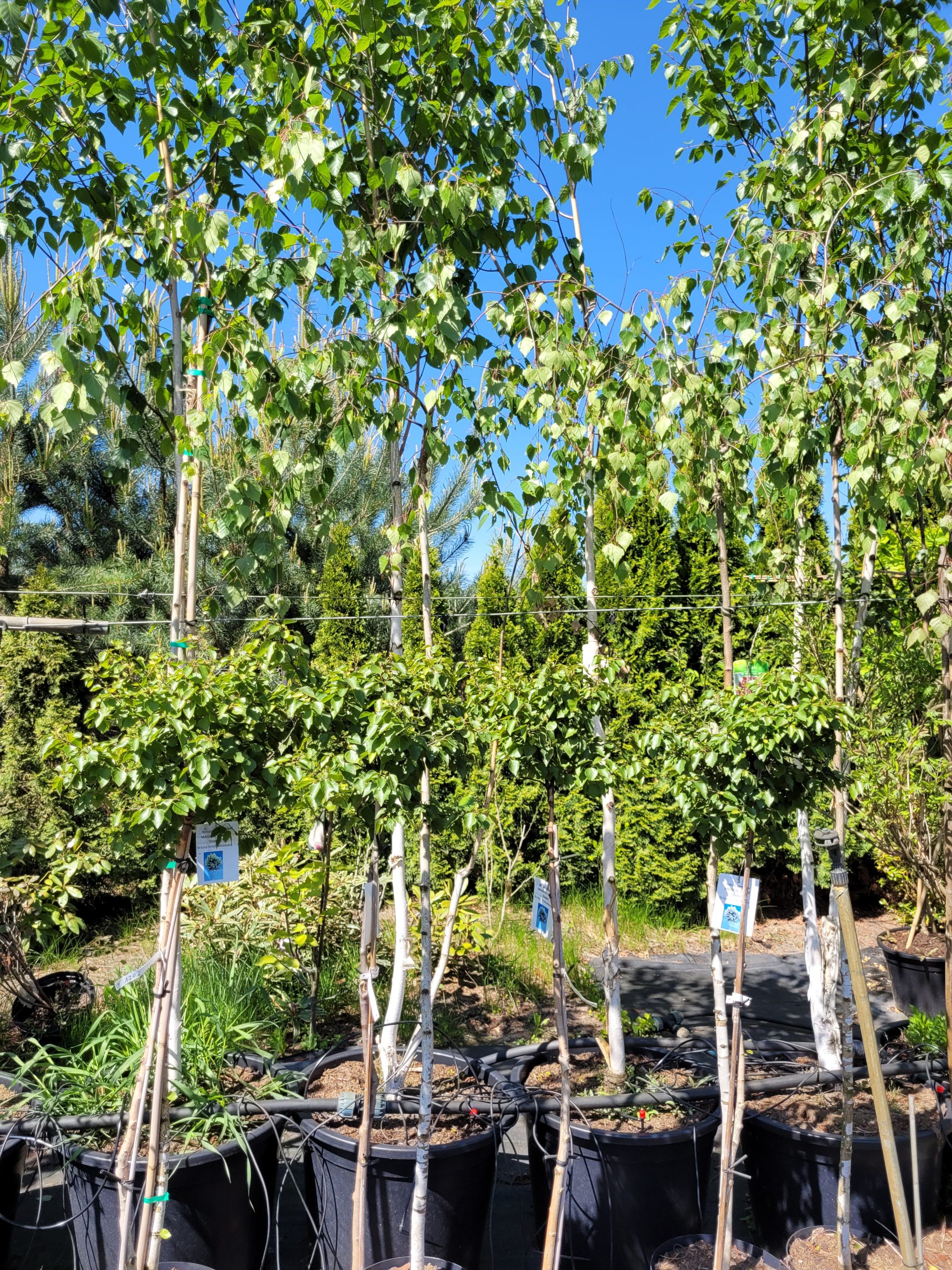 Brzoza pożyteczna ‘Doorenbos’ - obrazek 3