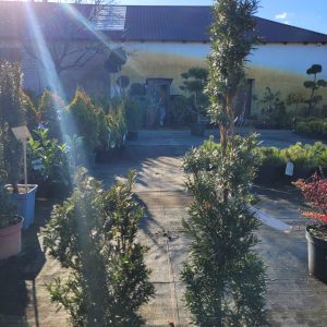 Cis pośredni 'Hillii'