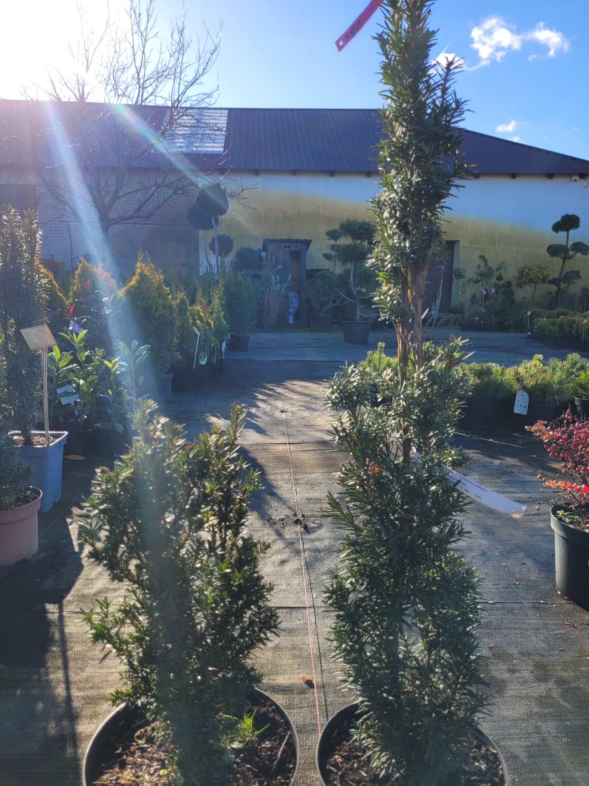 Cis pośredni 'Hillii'