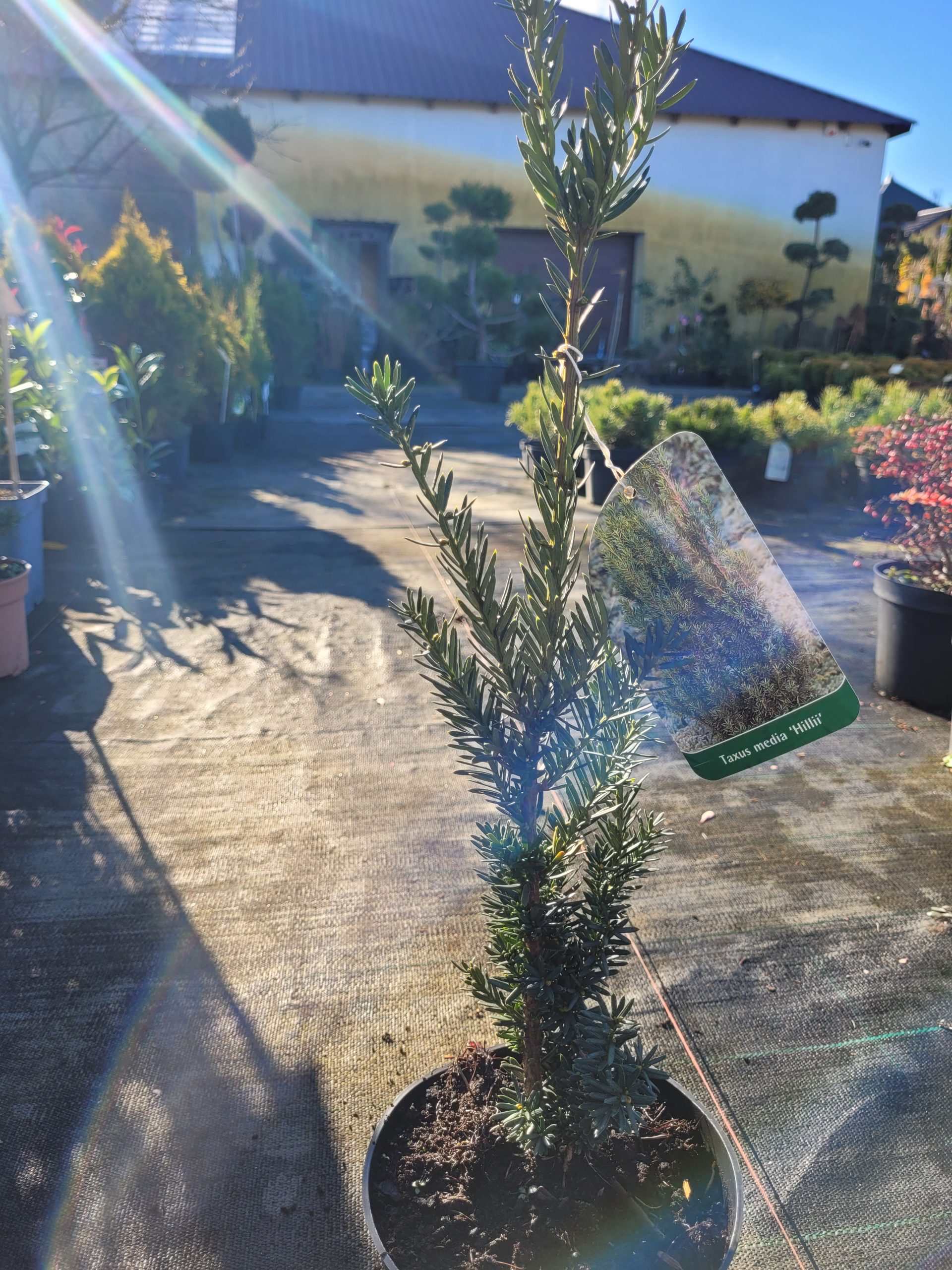 Cis pośredni 'Hillii' - obrazek 3