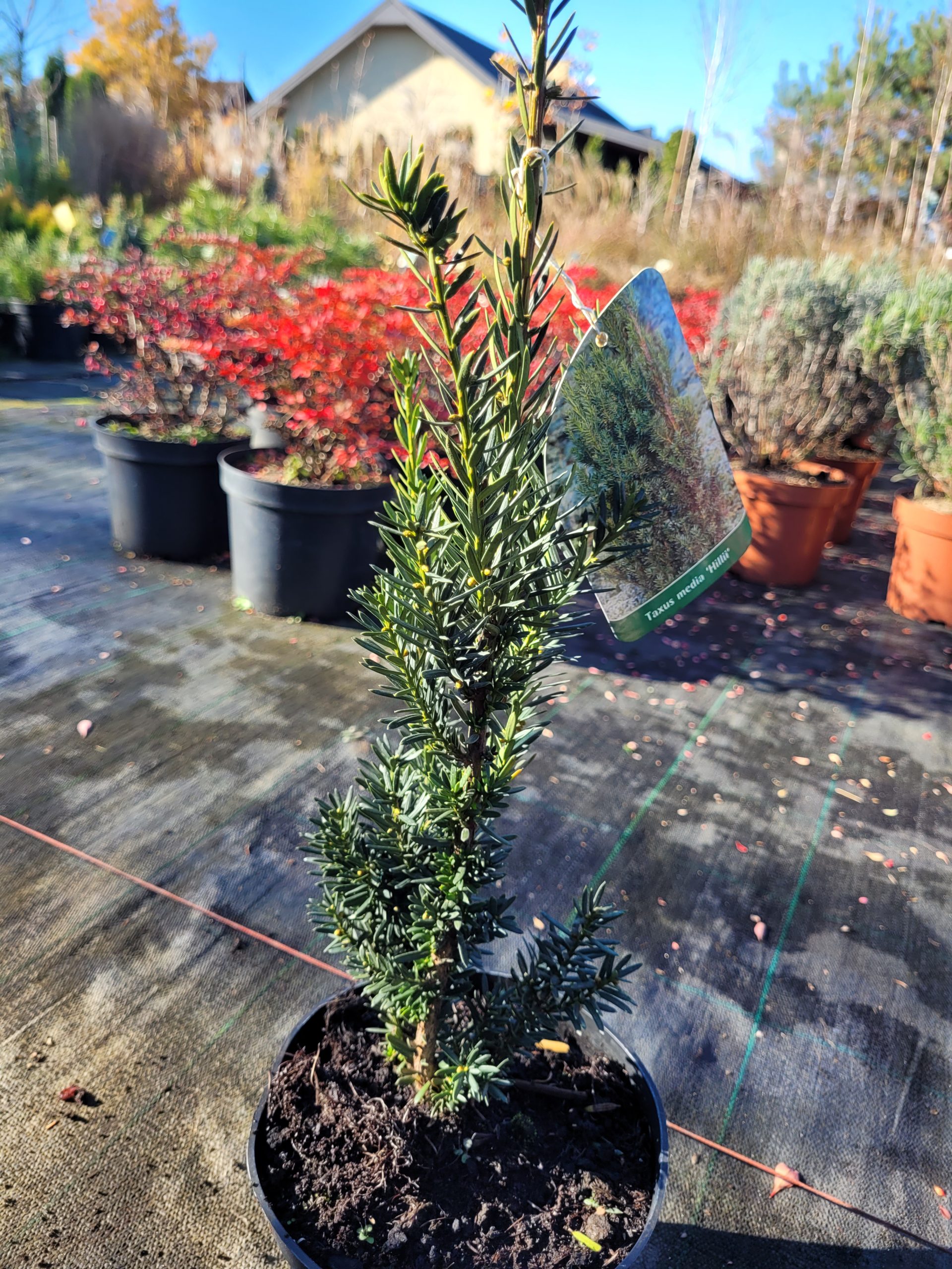 Cis pośredni 'Hillii' - obrazek 4