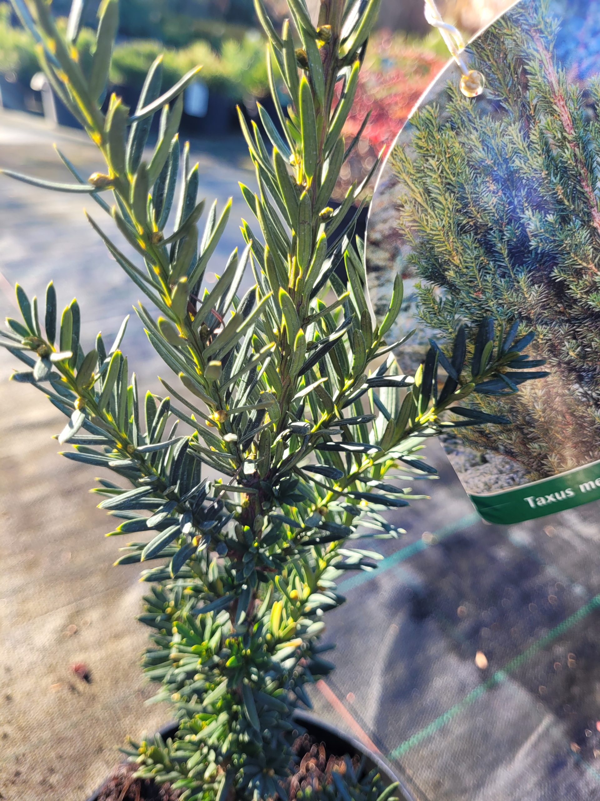 Cis pośredni 'Hillii' - obrazek 5