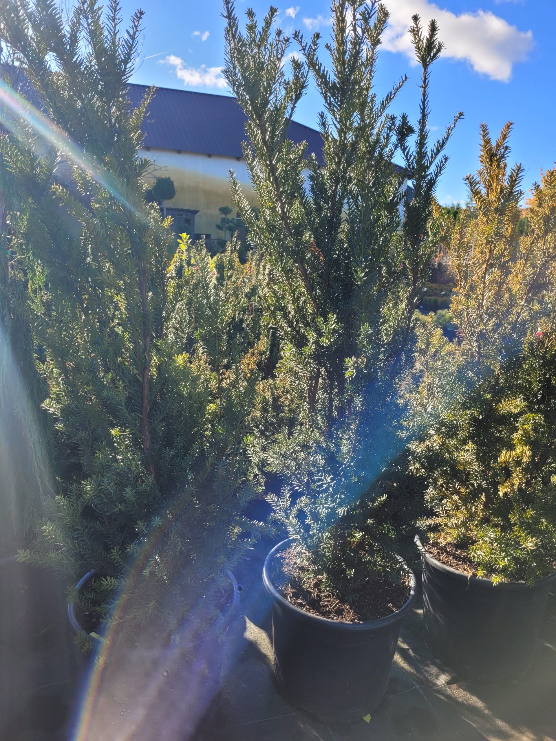 Cis pośredni 'Hillii' - obrazek 6