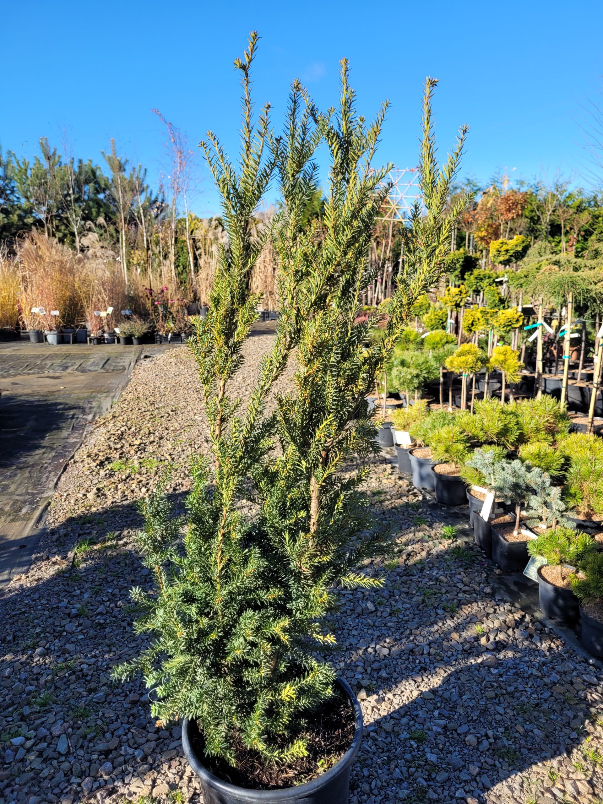 Cis pośredni 'Hillii' - obrazek 7