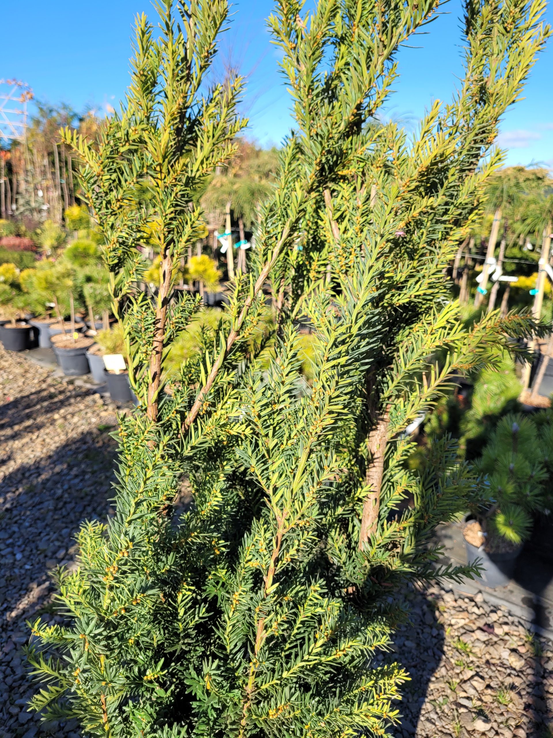 Cis pośredni 'Hillii' - obrazek 8