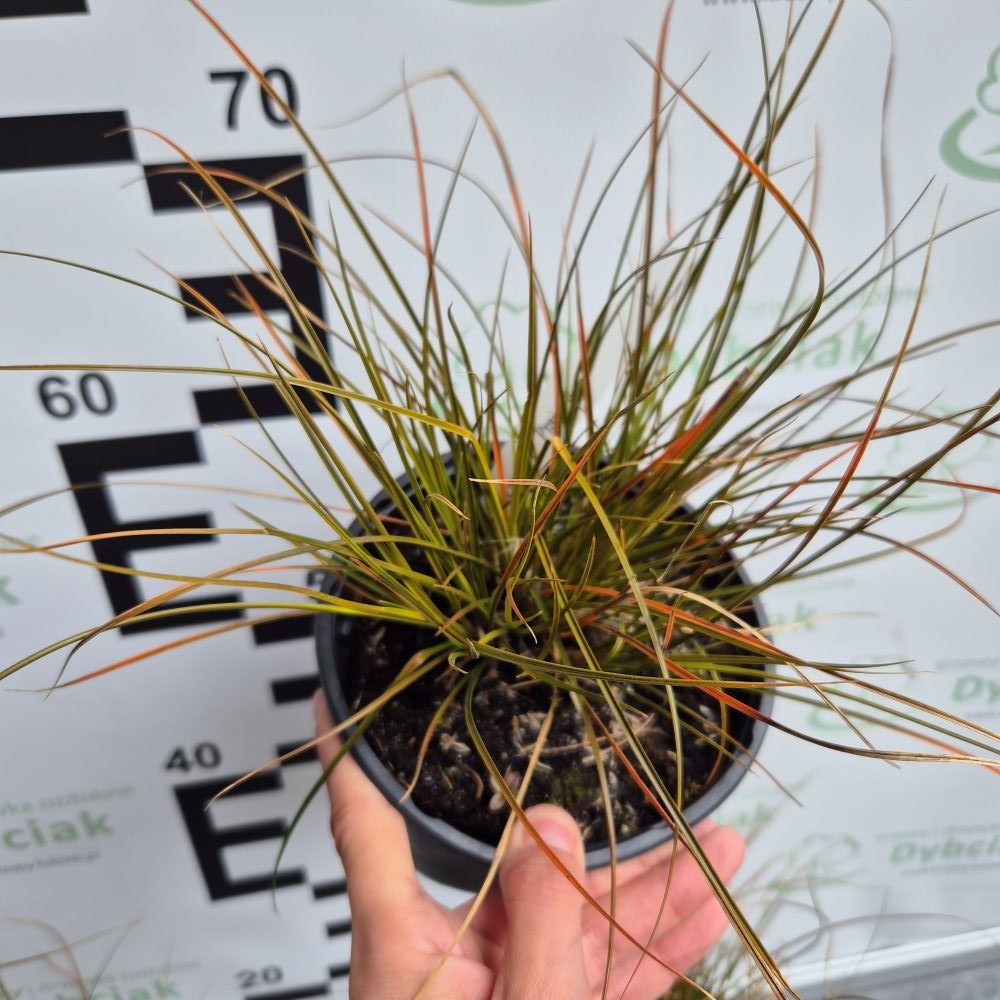 Turzyca ceglasta 'Prairie Fire' - obrazek 3