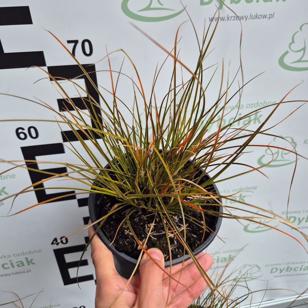 Turzyca ceglasta 'Prairie Fire' - obrazek 4