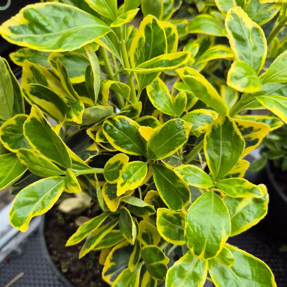 Trzmielina Fortune’a 'Emerald 'n Gold'