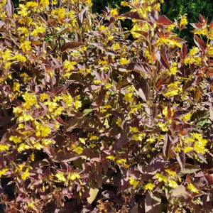 Tojeść orzęsiona 'Firecracker'