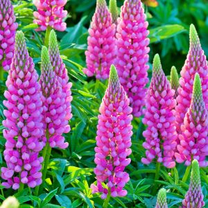 Łubin ogrodowy 'Gallery Pink'