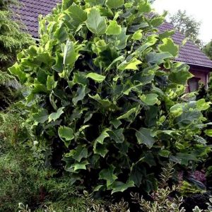 Tulipanowiec amerykański