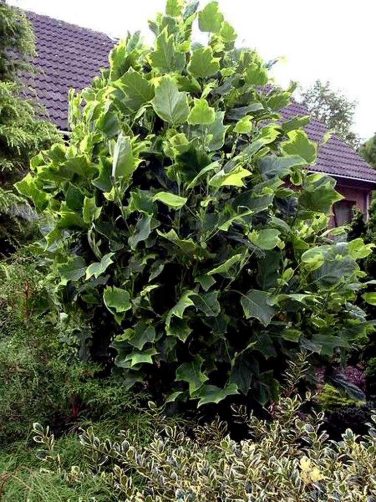 Tulipanowiec amerykański