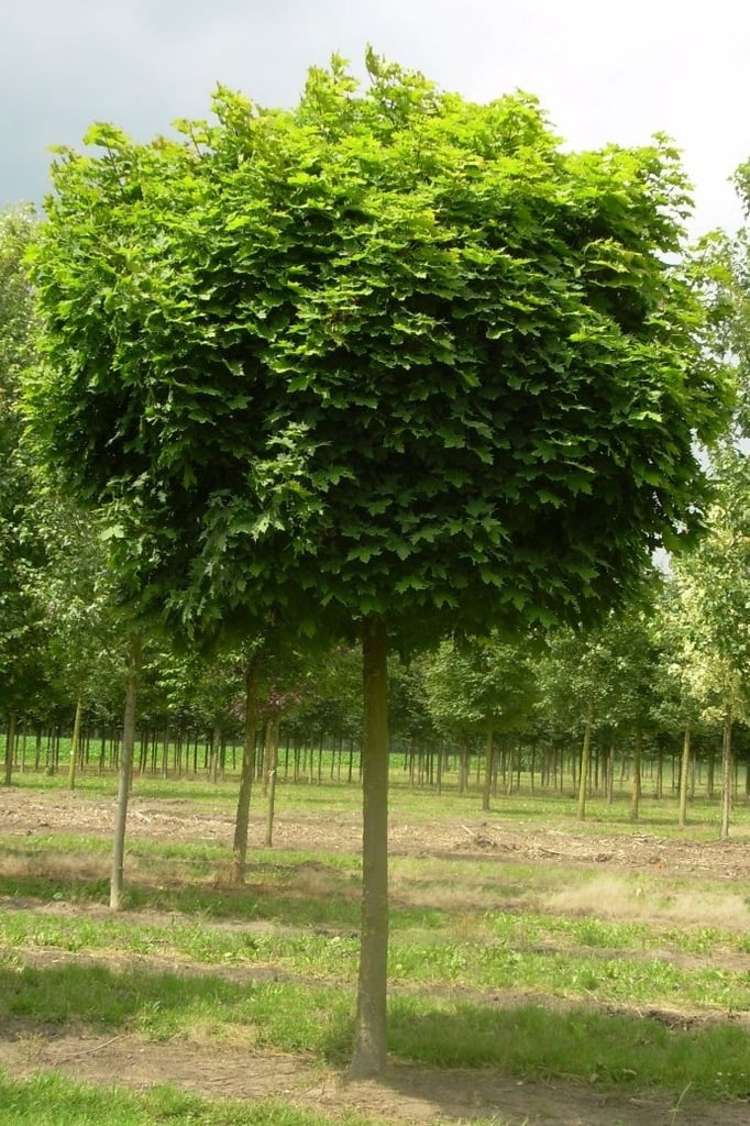 Klon zwyczajny 'Globosum'