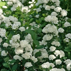 Tawuła brzozolistna 'Tor'