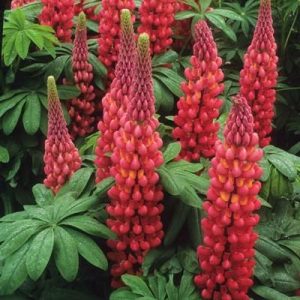 Łubin ogrodowy 'Gallery Red'