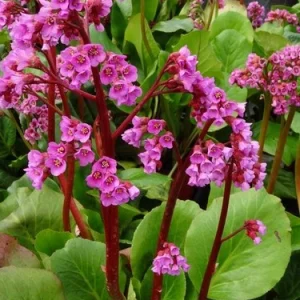 Bergenia grubolistna 'Robusta'
