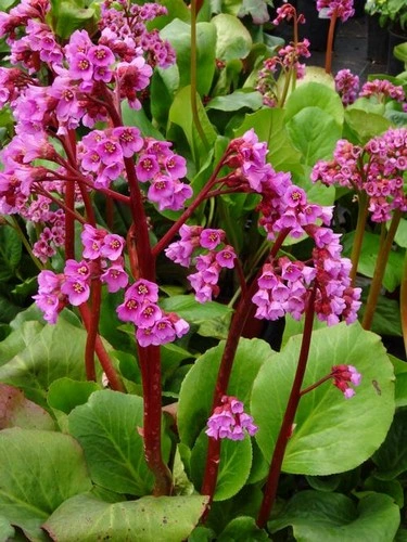 Bergenia grubolistna 'Robusta'
