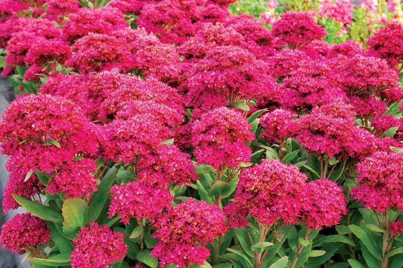 Rozchodnik 'Class Act'