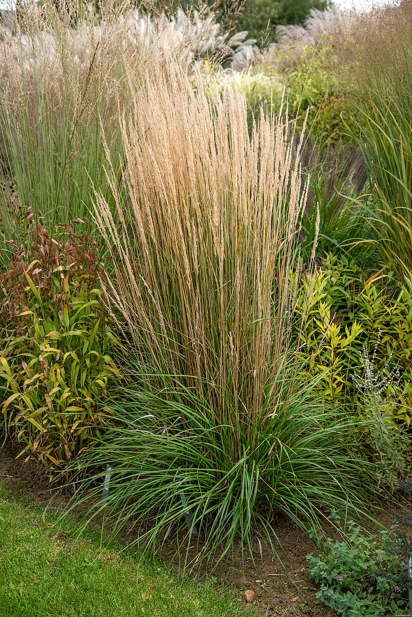Trzcinnik ostrokwiatowy 'Karl Foerster' Calamagrostis x acutiflora