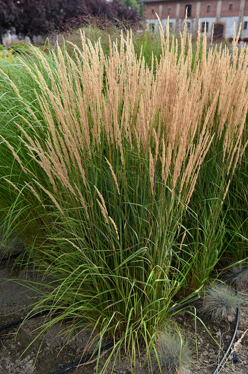 Trzcinnik ostrokwiatowy 'Karl Foerster' Calamagrostis x acutiflora1