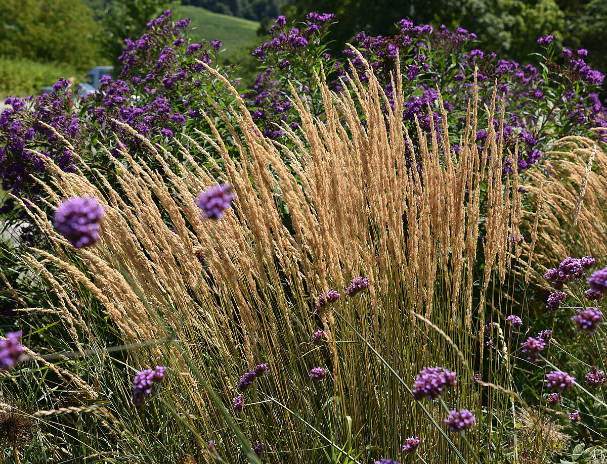 Trzcinnik ostrokwiatowy 'Karl Foerster' Calamagrostis x acutiflora2
