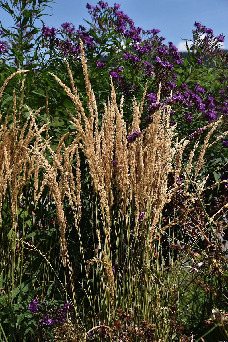 Trzcinnik ostrokwiatowy 'Karl Foerster' Calamagrostis x acutiflora3
