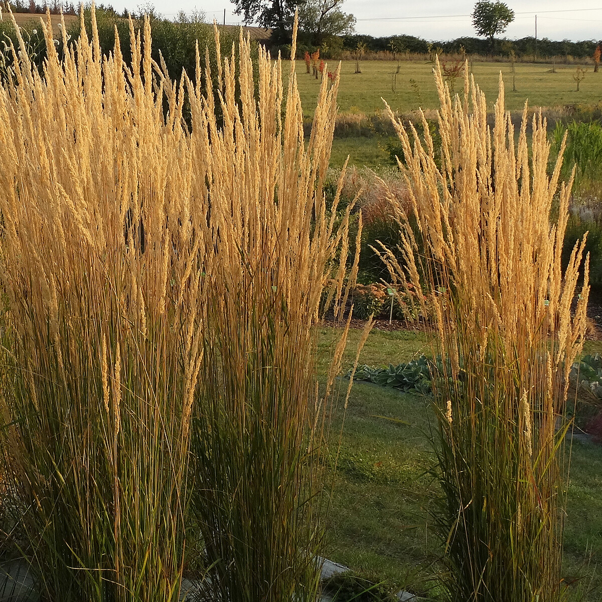 Trzcinnik ostrokwiatowy 'Karl Foerster' Calamagrostis x acutiflora4