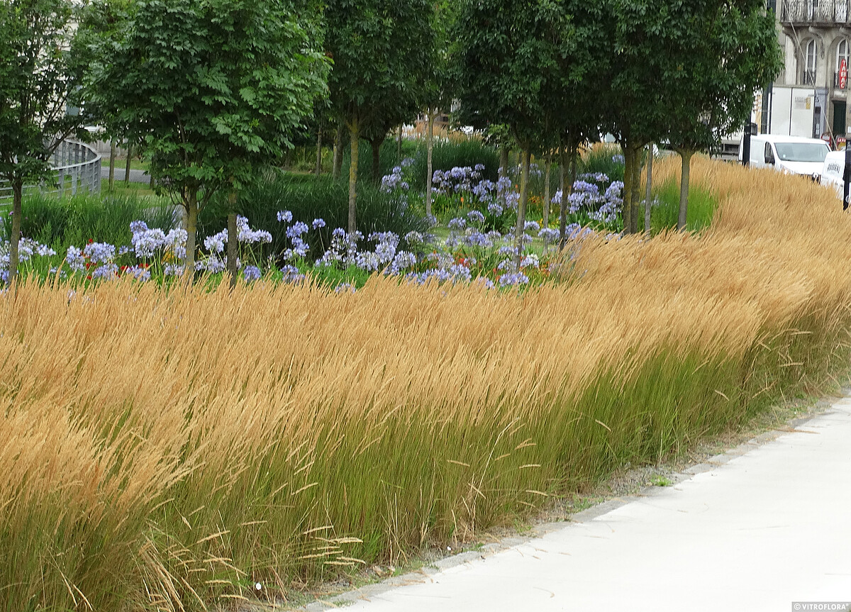 Trzcinnik ostrokwiatowy 'Karl Foerster' Calamagrostis x acutiflora5