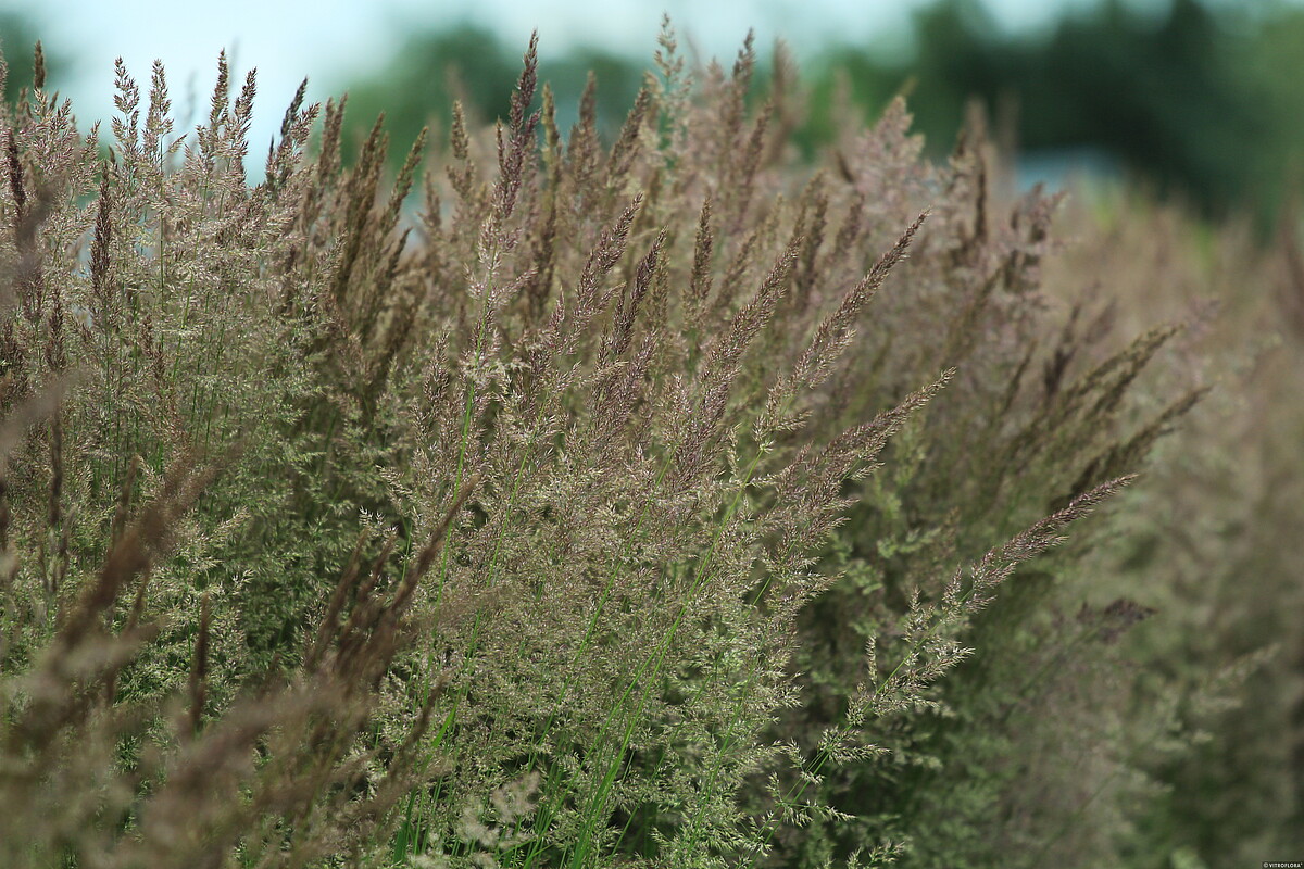 Trzcinnik ostrokwiatowy 'Karl Foerster' Calamagrostis x acutiflora6