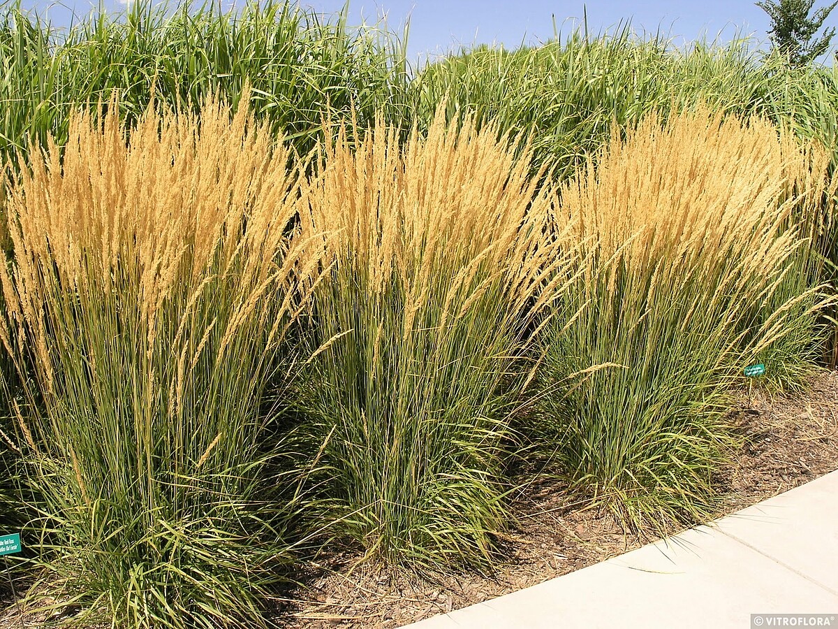 Trzcinnik ostrokwiatowy 'Karl Foerster' Calamagrostis x acutiflora7