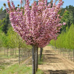 Wiśnia piłkowana 'Kanzan'