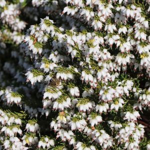 Wrzosiec darlejski 'White Perfection'