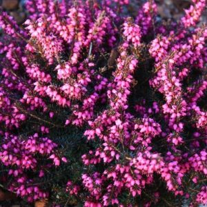 Wrzosiec darlejski 'Kramers Rote'