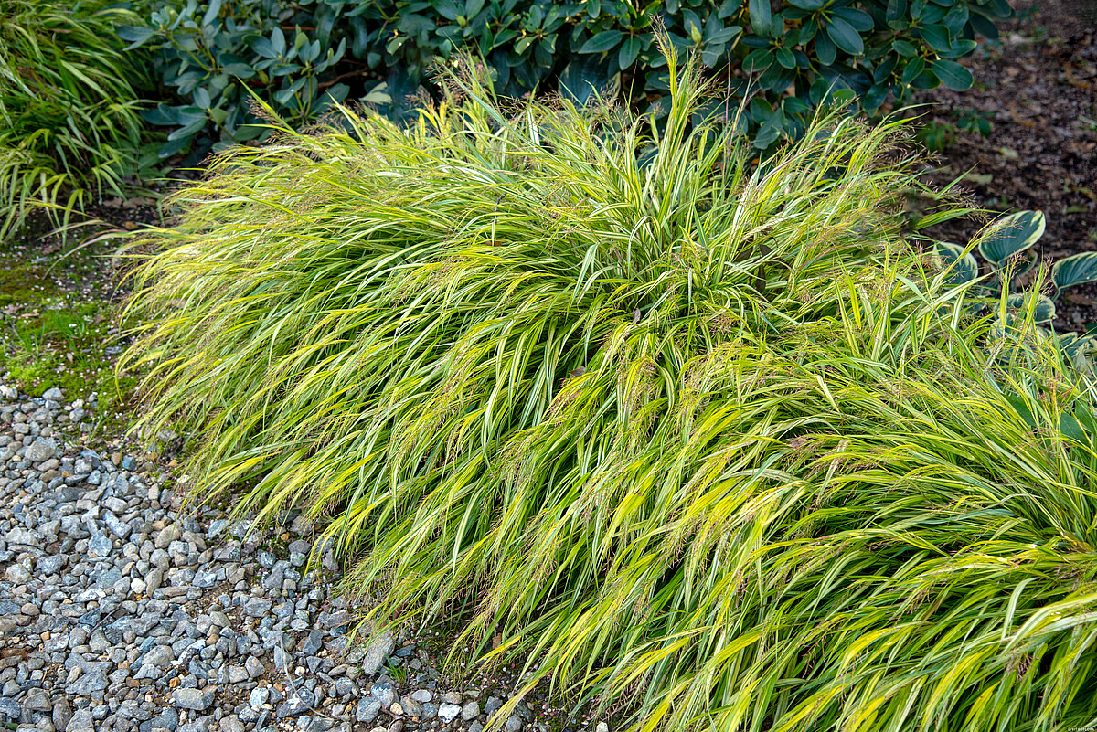 Hakonechloa smukła 'Aureola' - obrazek 2
