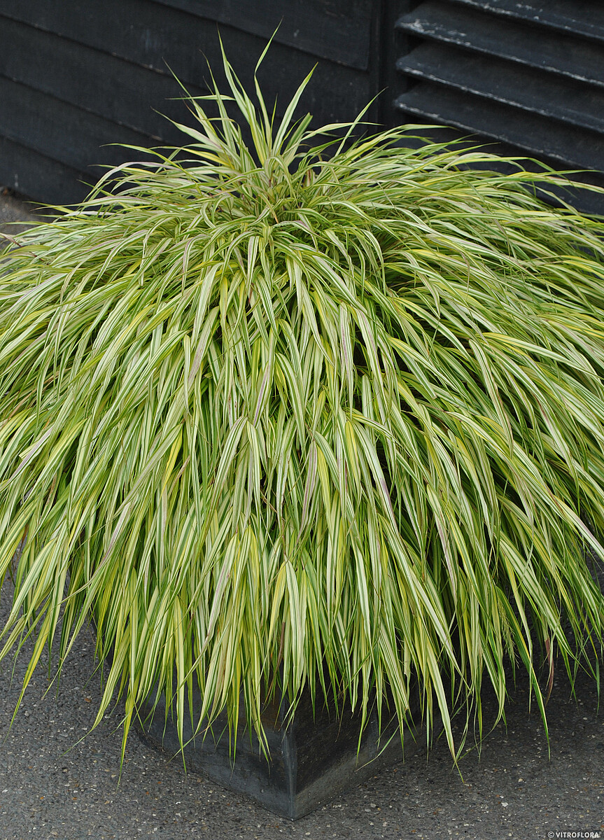 Hakonechloa smukła 'Aureola' - obrazek 3