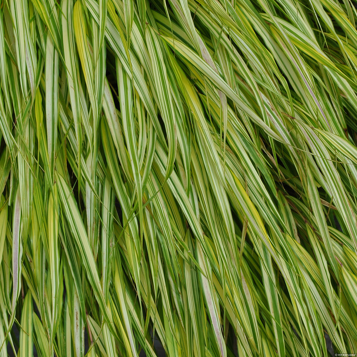Hakonechloa smukła 'Aureola' - obrazek 4