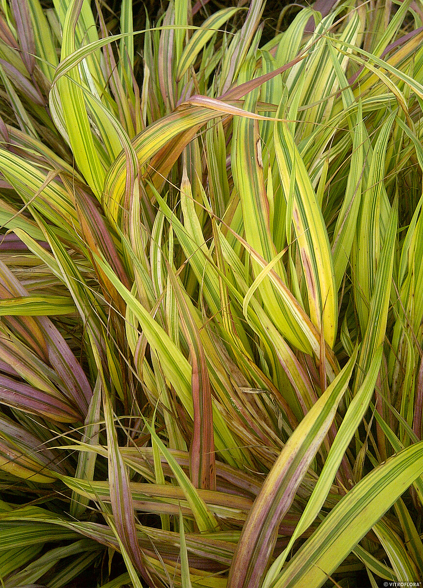 Hakonechloa smukła 'Aureola' - obrazek 5